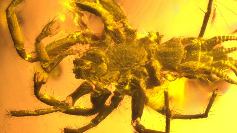 This 100-million-year-old arachnid in amber had silk-spinning organs but also a long tail.