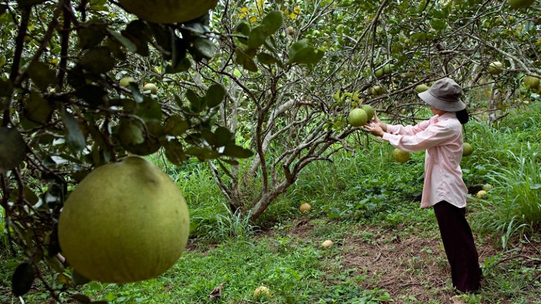 A woman in her pomelo plantation.