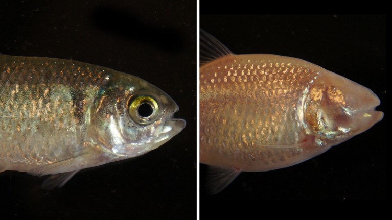Comparison of Astyanax mexicanus surface fish and Pachón cavefish