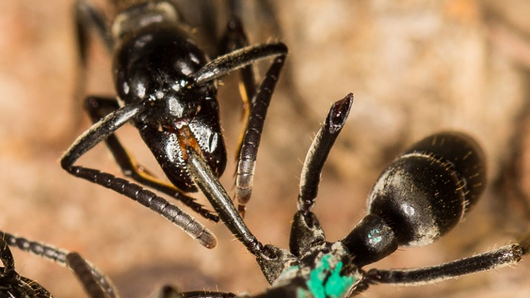 A termite-eating ant tends to a nest-mate (marked with green) that has lost two legs.