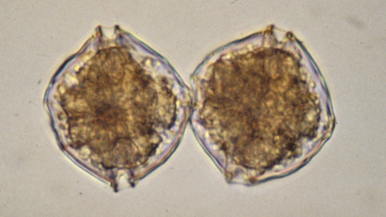 Two cells of the dinoflagellate Alexandrium catenella