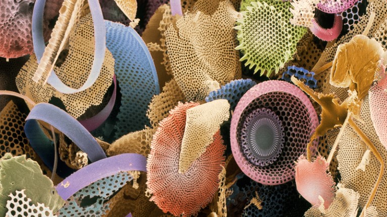 False-colour image of fossilized diatoms, single-celled algae that may trigger underwater landslides.