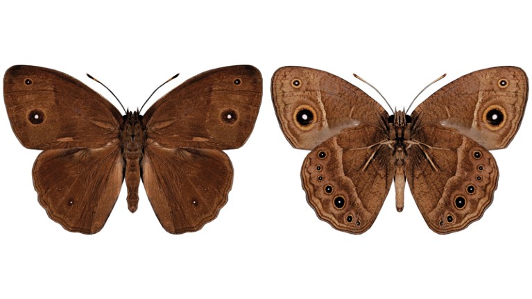 Dorsal and ventral views of male Bicyclus anynana
