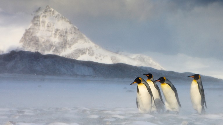 Four king penguins walking through the snow