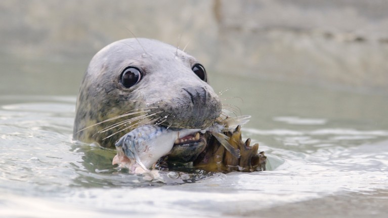 Grey seal eating mackerel
