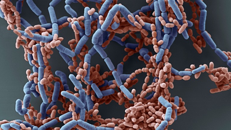 Scanning electron micrograph of Lactobacillus paracasei bacteria