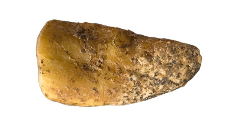 Upper Molar of a late female Neandertal