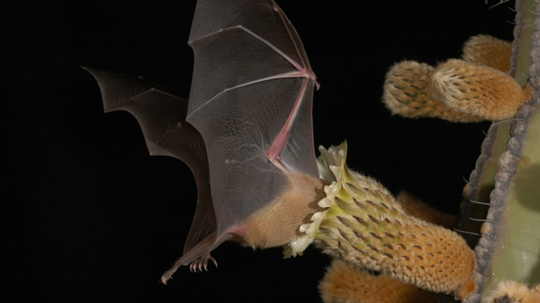 Lesser long-nosed bat visiting a columnar cactus flower