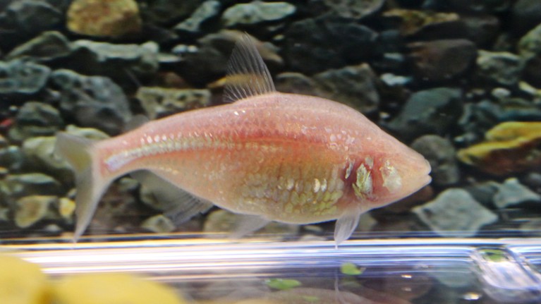 Mexican cavefish in a tank