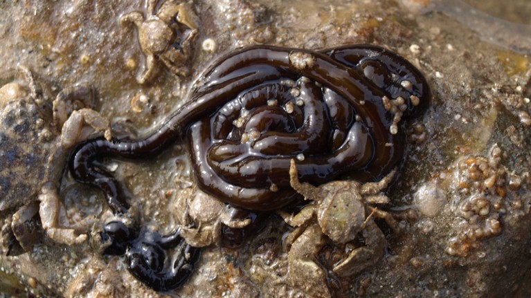 The bootlace worm in a rock pool with crabs