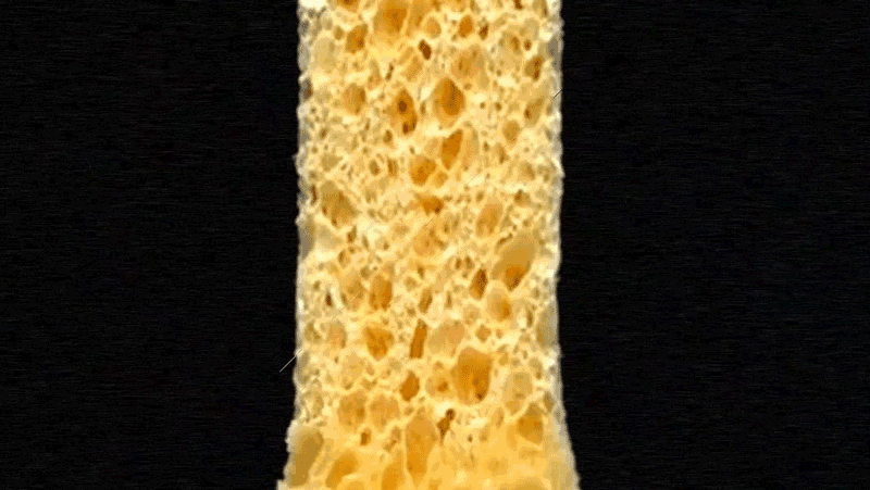 Cellulose sponge absorbing water
