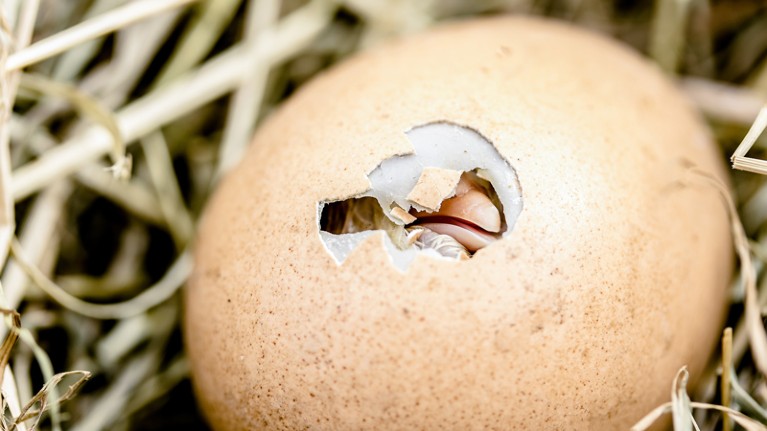 Chicken hatching from its shell