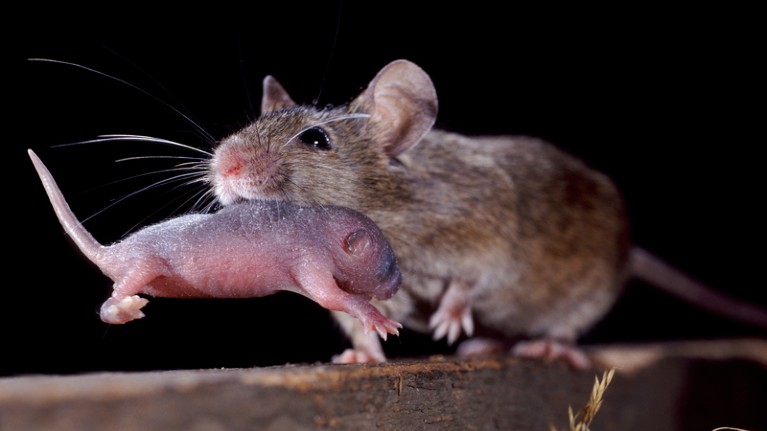 Mouse carrying infant in mouth
