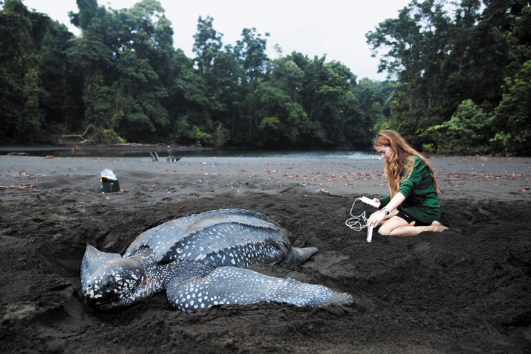 Scientist taking measurements on a beach next to a leatherback sea turtle