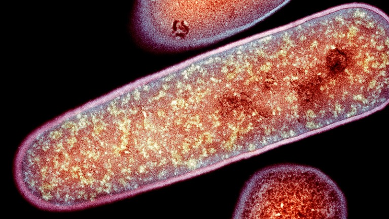 Coloured transmission electron micrograph of clostridium difficile bacteria