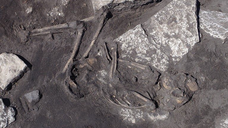 An ancient skeleton in the ground