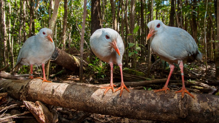 Three kagu birds standing on a log