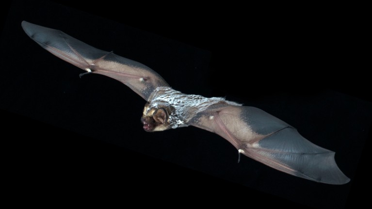 A hoary bat (Lasiurus cinereus) in flight