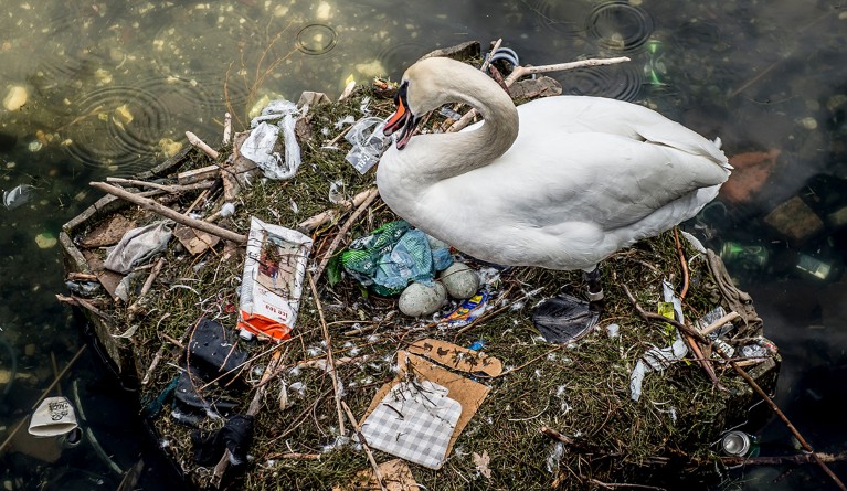 A swan sits in its rubbish-filled nest in a lake in Copenhagen, Denmark.