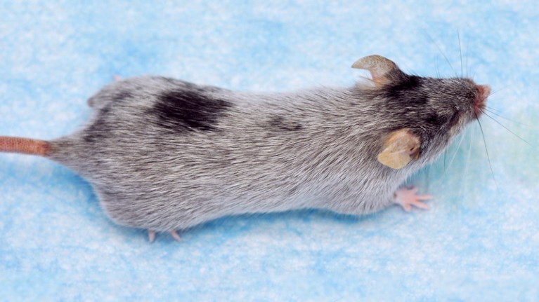 A mouse with many grey hairs