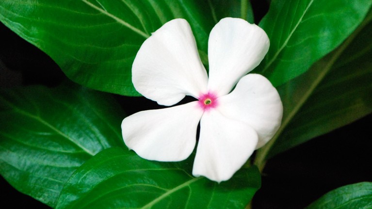 White Madagascar periwinkle flower