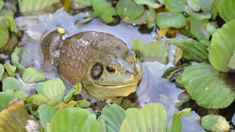 An American bullfrog