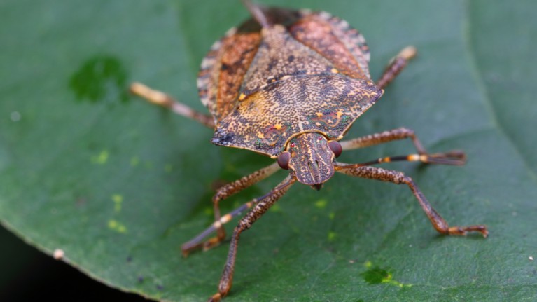 Close up of a brown marmorated stink bug on a leaf