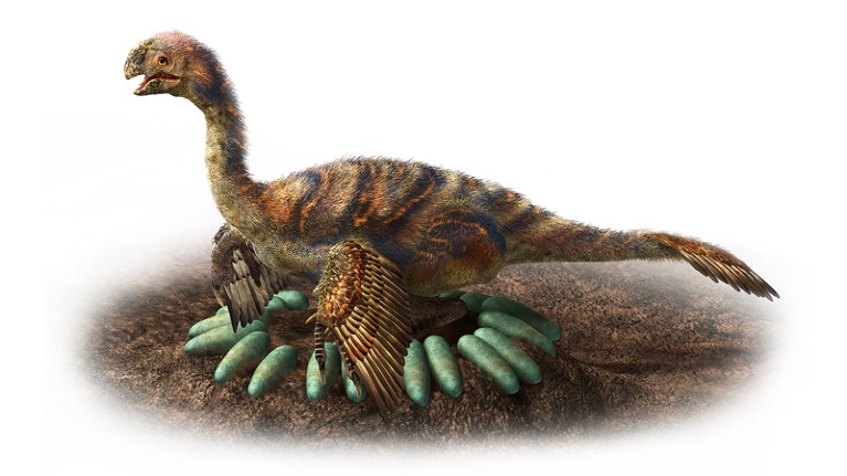 Illustration of a large oviraptorosaur incubating a ring of eggs