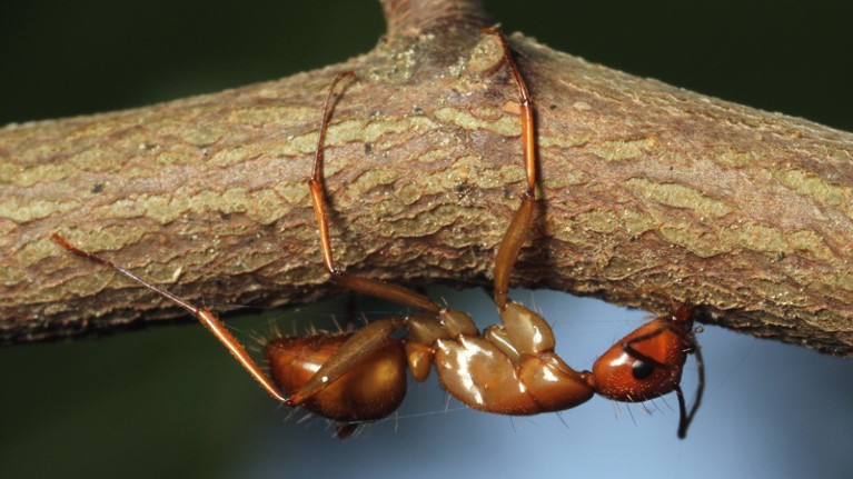 Carpenter ant infected with parasite clings to a twig