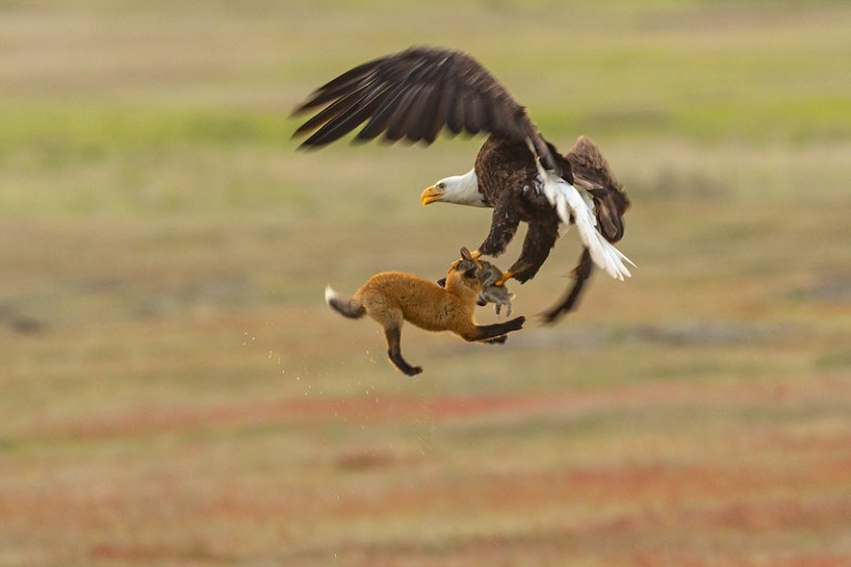 A bald eagle and a red fox tussle in mid-air over a European rabbit in San Juan Island National Park in Washington state.