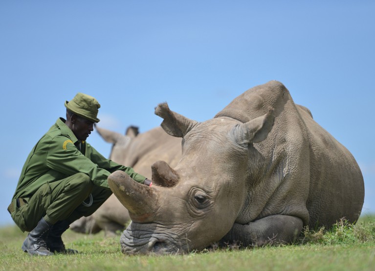 Najin is one of only two remaining female northern white rhinoceros at the Ol Pejeta conservancy. Kenya.
