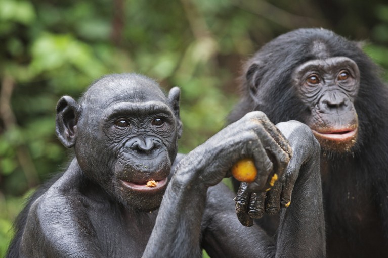 Bonobos, which are endemic to swampy rain forests south of the Zaire River.