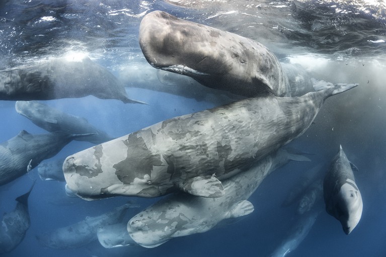 A large aggregation of Sperm whales (Physeter macrocephalus) engaged in social activity while swimming together.