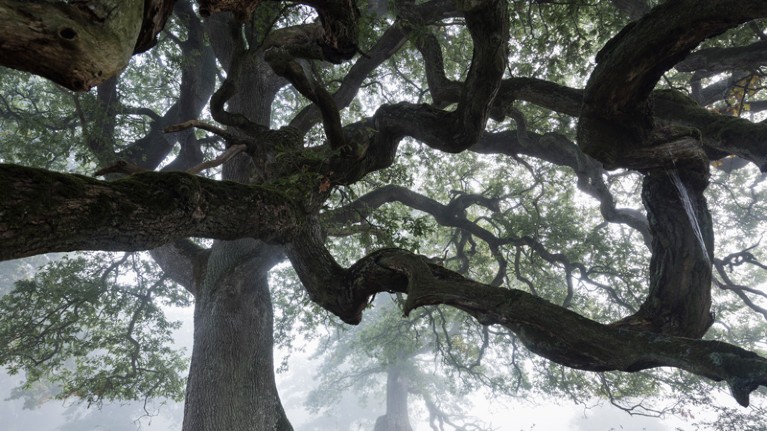 Low angle view of English Oak (Quercus robur) in fog