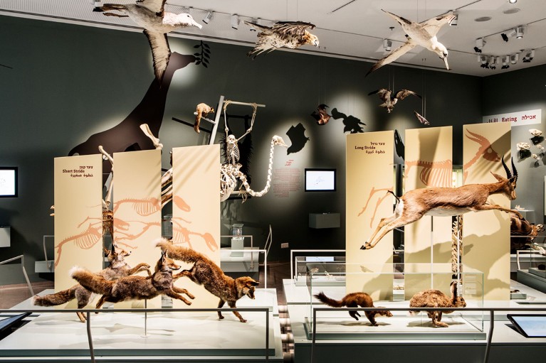 Animal specimens can be seen leaping, flying and grasping frames showing how their bodies and muscles have adapted to survive