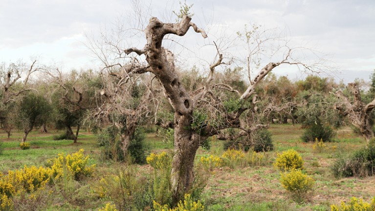 Olive trees affected by Xylella fastidiosa