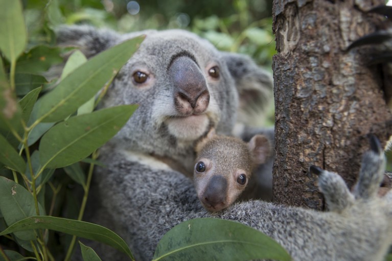 Koala mother and five month old joey