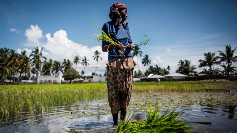 A Mozambican woman works in a rice paddy