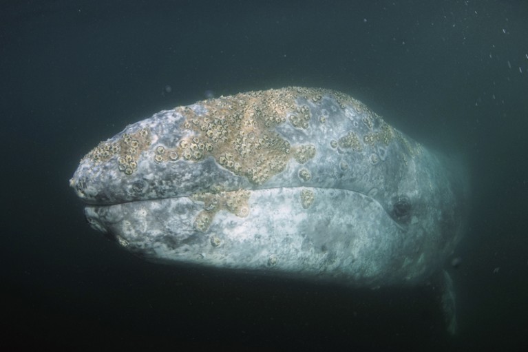 Gray Whale (Eschrichtius robustus) with barnacles, San Ignacio Lagoon, Baja California, Mexico