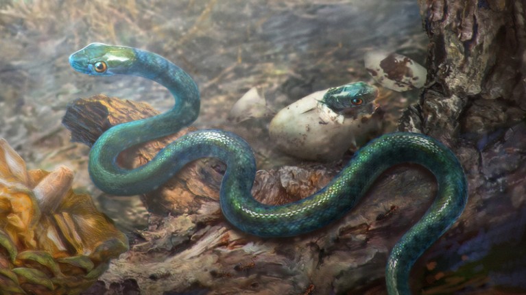 Artists rendering of snakes recently emerged from their eggs