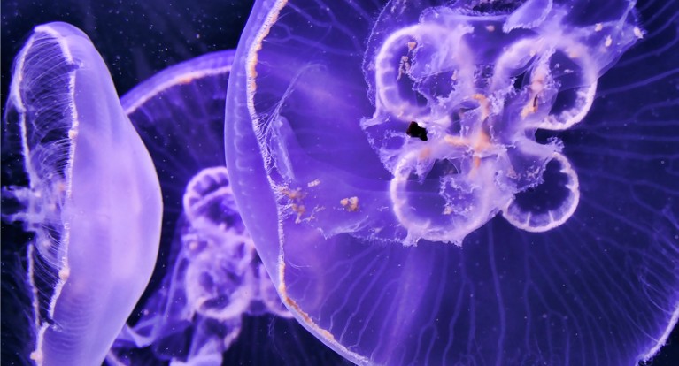 Closeup of three moon jellyfish