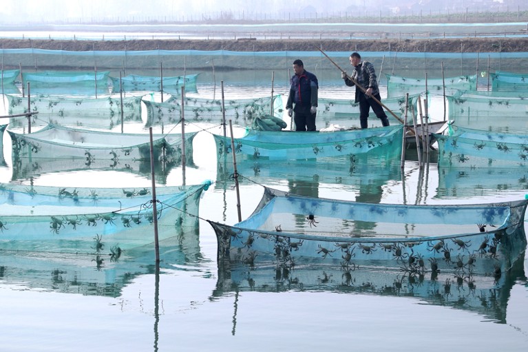 Cultivators check crab nets on a lake