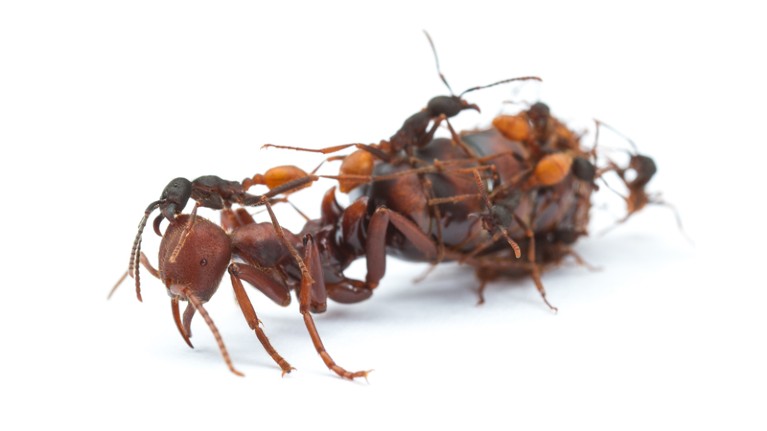 Workers of the army ant Eciton burchellii tend to their much larger queen