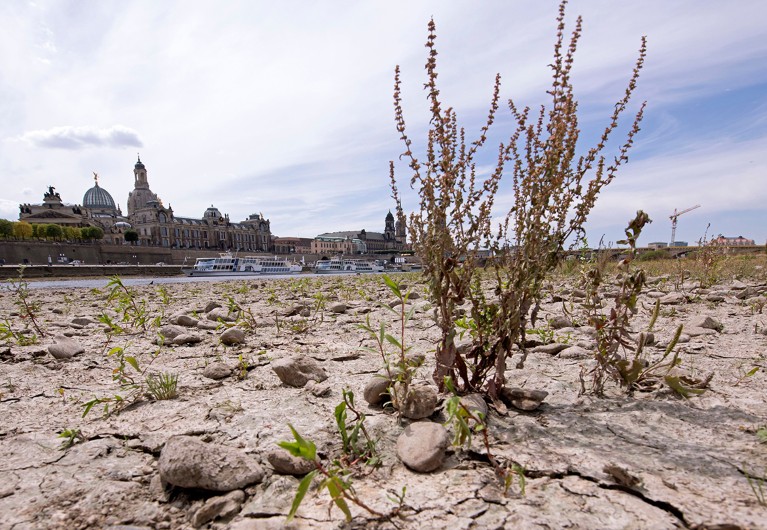 Plants growing from the dried out riverbed of Elbe. In the background can be seen churches and buildings of Dresden