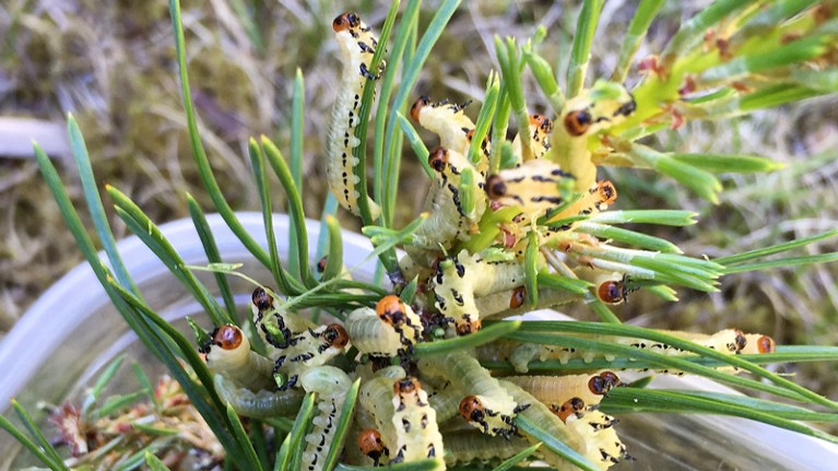 Pine sawfly larvae performing the group defence