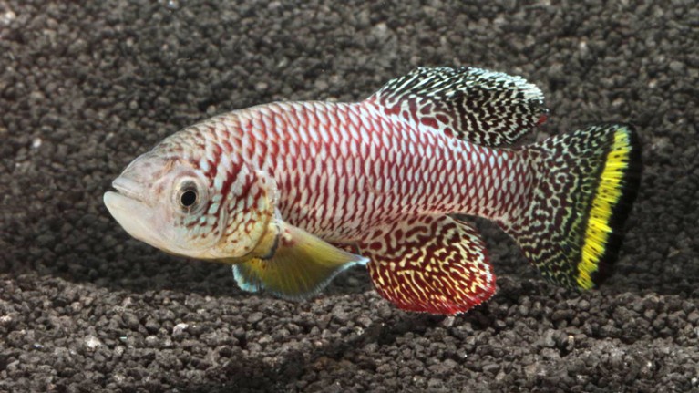 Adult male killifish (Nothobranchius furzeri)