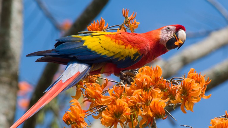North Central American Scarlet Macaw (Ara macao cyanoptera)