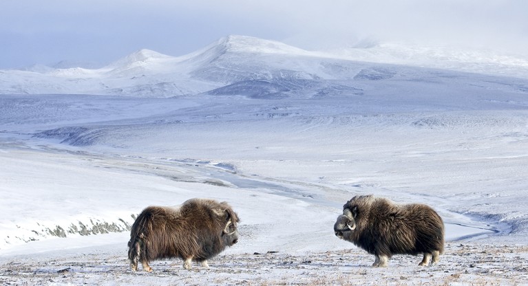Two musk oxen face each other across a stark snowy tundra with mountains in the background