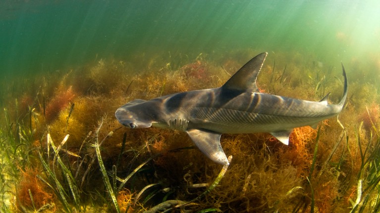 Bonnethead Shark in the shallows