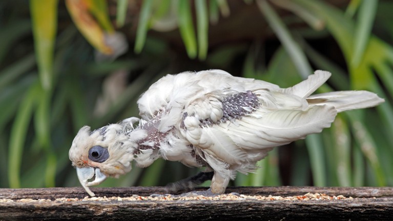 Little Corella parrot with an advanced case of Psittacine Beak and Feather Disease